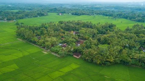 Large rice paddy fields in Nanggulan, Kulonprogo, Yogyakarta Stock Photos