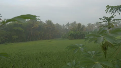 Large rice plantation in the forest on a cloudy day, Indonesia Stock Footage 222853564