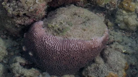 Large Ridged Structure Surrounded by Algae and Fine Growth Vidéo 342016251