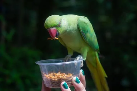 A large ringed parrot is fed larvae from the hand Stock Photos