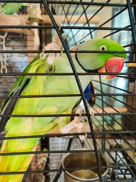 A large ringed parrot sits closed in a cage Foto stock