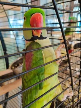 A large ringed parrot sits closed in a cage Foto stock