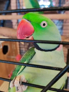 A large ringed parrot sits closed in a cage Foto stock