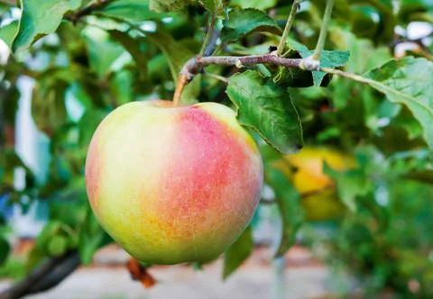 A large ripe apple hangs on a tree branch. Close-up. Center of the frame Stock Photos
