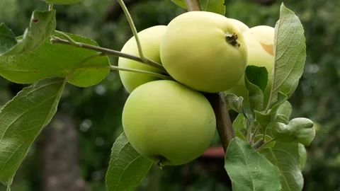 Large ripe apples on an apple tree in the garden. Harvesting apples. Stock Footage 314094784