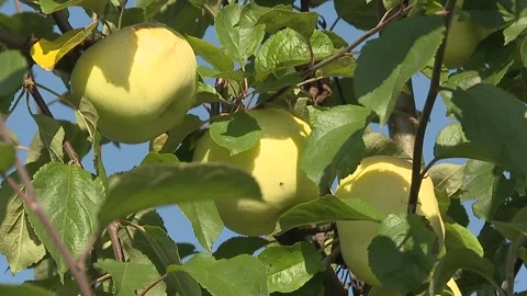Large ripe apples clusters hanging heap on tree branch Video stock 116011089