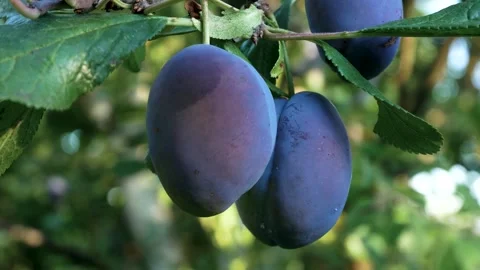 Large ripe blue plums hang in clusters on a tree in the garden. Stock Footage 314095543