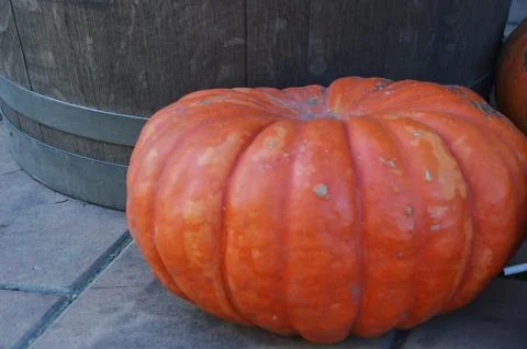 Large ripe bright orange pumpkin. Autumn harvest. Halloween. Stock Photos