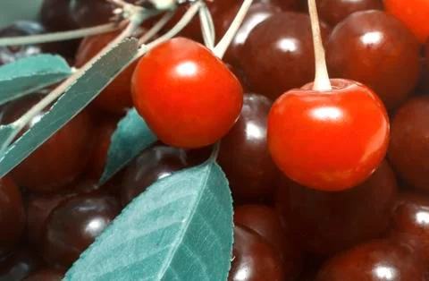 Large ripe cherry fruit . Stock Photos