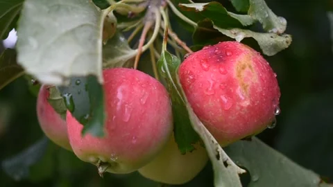 Large ripe crab apples Stock Footage 191203040