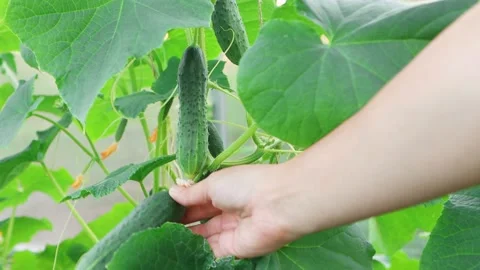 Large, ripe cucumbers are hanging from the plant Video stock 157357818