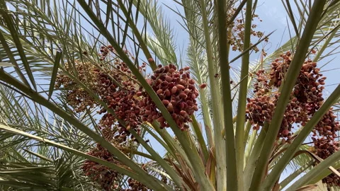Large ripe dates on a palm tree close-up. Stock Footage 163880509