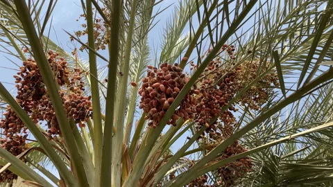 Large ripe dates on a palm tree close-up. Stock Footage 206102042