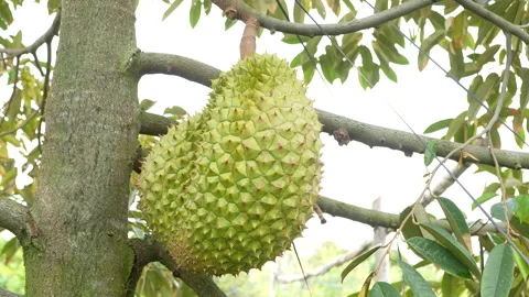 Large Ripe Durian Fruit Ready For Harvest On Tree Stockbeeldmateriaal 333840488