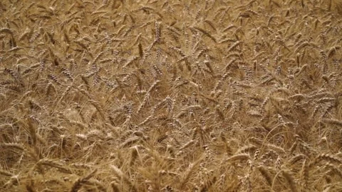 Large ripe ears of wheat in the field. environmentally friendly grain 002 Stock Footage 331014473
