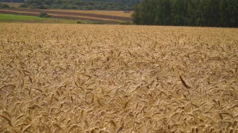 Large ripe ears of wheat in the field. environmentally friendly grain 001 Stock Footage 331014514