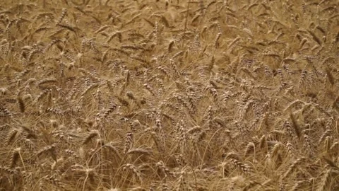 Large ripe ears of wheat in the field. environmentally friendly grain 003 Stock Footage 331014600