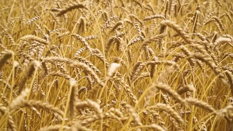 Large ripe ears of wheat in the field. environmentally friendly grain 029 Stock Footage 331014719