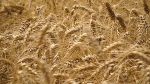 Large ripe ears of wheat in the field. environmentally friendly grain 008 Stock Footage 331014728