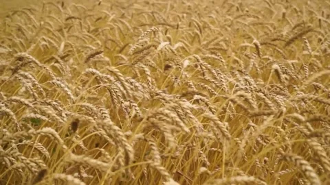 Large ripe ears of wheat in the field. environmentally friendly grain 030 Stock Footage 331014823