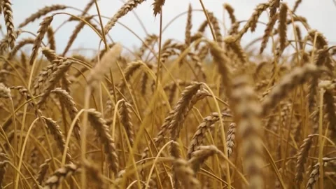 Large ripe ears of wheat in the field. environmentally friendly grain 032 Stock Footage 331014866