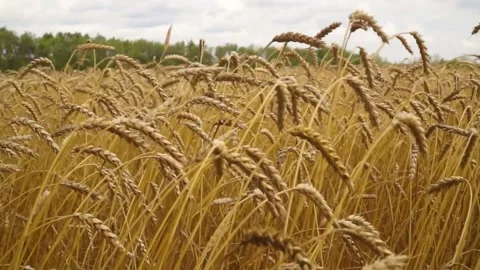 Large ripe ears of wheat in the field. environmentally friendly grain 040 Stock Footage 331015006