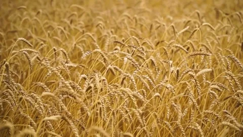 Large ripe ears of wheat in the field. environmentally friendly grain 041 Stock Footage 331015036