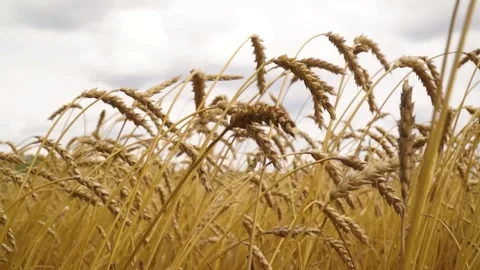 Large ripe ears of wheat in the field. environmentally friendly grain 039 Vídeos de archivo 331015045