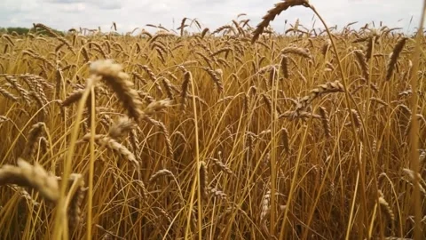 Large ripe ears of wheat in the field. environmentally friendly grain 046 Stock Footage 331015065
