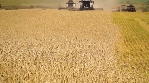 Large ripe ears of wheat in the field. environmentally friendly grain 078 Stock Footage 331015087