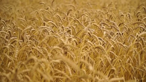 Large ripe ears of wheat in the field. environmentally friendly grain 043 Stock Footage 331015208