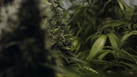 Large Ripe Fresh Buds and Leaves of Marijuana Growing in a Greenhouse Stock Footage 116907258