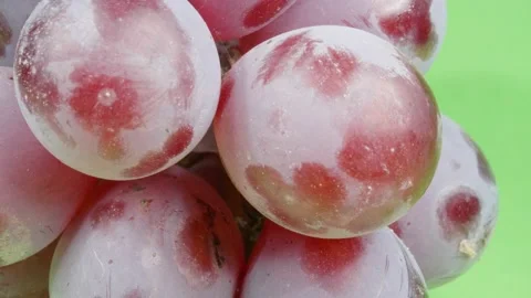 Large ripe grape berries. Macro. Seasonal harvest. Stock Footage 140471957