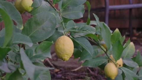 Large ripe lemon on a tree swaying in the wind Stock Footage 309955765