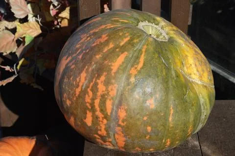 Large ripe multi-colored pumpkin. Autumn harvest. Halloween. Stock Photos