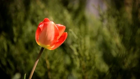 Large ripe open red tulip flower growing on a flowerbed Stock Footage 146852906