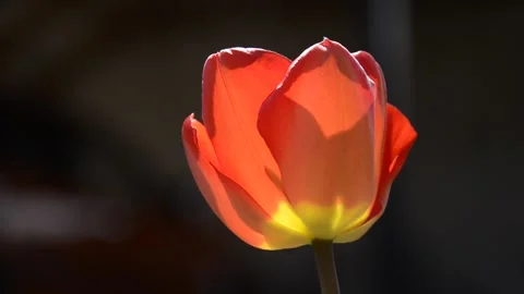 Large ripe open red tulip flower growing on a flowerbed Stock Footage 146853088