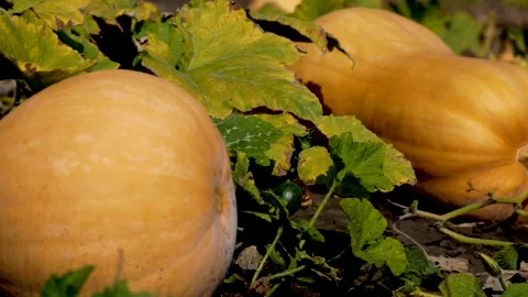 A large ripe orange pumpkin on the ground, in a bed among the leaves. harvesting Stock Footage 255666492