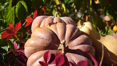 Large ripe orange pumpkins lie in yellow and red fallen leaves. Growing Stock Footage 256799619