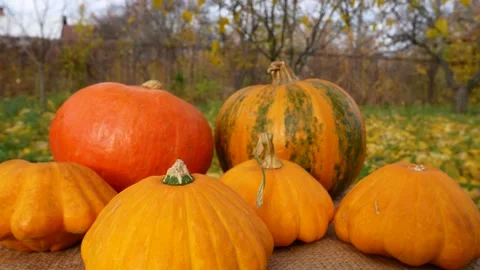 Large ripe orange pumpkins lie on the table against the background of an autumn Stock Footage 287377554