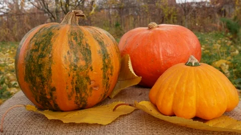 Large ripe orange pumpkins on table among yellow fallen leaves in autumn garden Stock Footage 287377921