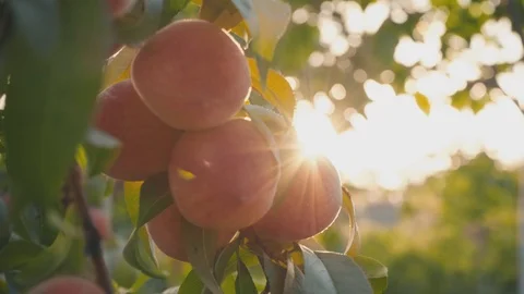 Large ripe peaches on a tree in a fruit garden, close-up 스톡 동영상 93438678