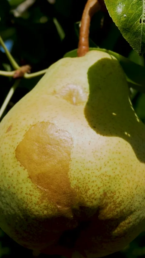 Large Ripe Pear Growing on a Tree Branch in a Garden Stock Footage 346518960