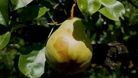 Large Ripe Pear Growing on a Tree Branch in a Garden Stock Footage 346610118