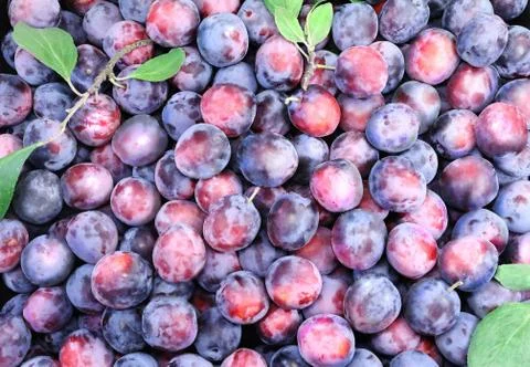 Large ripe plums in large quantities. Stock Photos