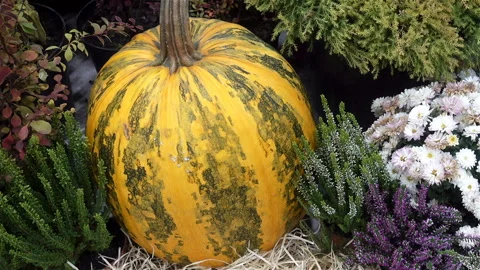Large ripe pumpkin in a flower bed, among other plants. Stock Footage 118499615