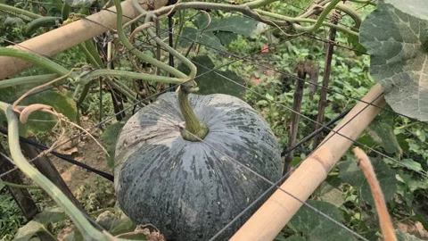 Large Ripe Pumpkin Hanging On Bamboo Trellis For Seed Production 스톡 동영상 336647656