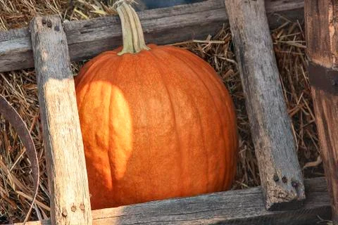 Large ripe pumpkin 스톡 사진