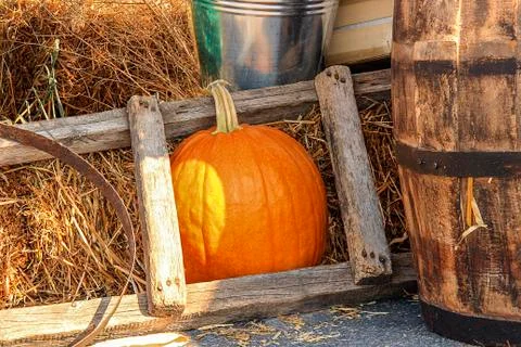 Large ripe pumpkin 스톡 사진