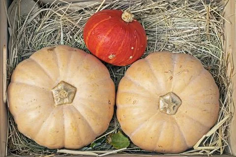 Large ripe pumpkins of different varieties in hay, top view. Halloween, har.. Stock Photos